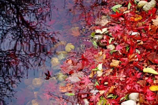 Fallen Japanese Maple Leaves In Pond by Deb Oppermann
